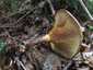 Éger-cölöpgomba (Paxillus rubicundulus), Zemplén